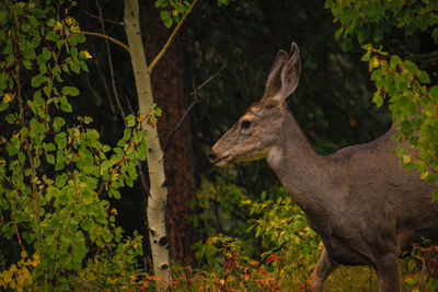 Hiding deer