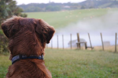 Dog looking away on field