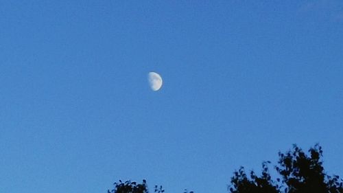 Low angle view of trees against clear blue sky
