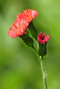 Close-up of red flower