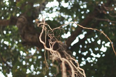 Low angle view of bird perching on tree