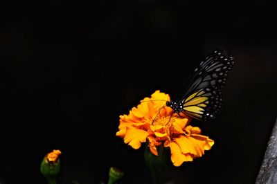 Close-up of insect on yellow flower