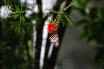 Close-up of red flower on plant