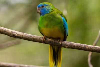 Close-up of parrot perching on tree