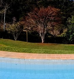 Swimming pool against trees at night