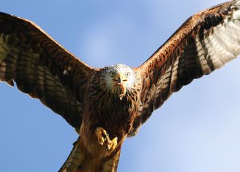 Low angle view of eagle flying against clear sky