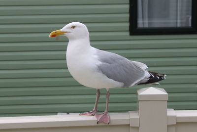 Close-up of seagull 