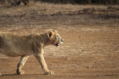 Lioness walking on field