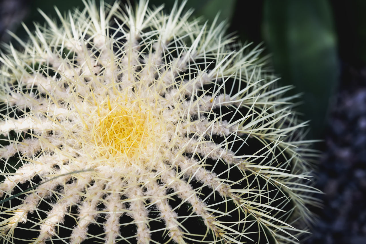 CLOSE-UP OF CACTUS PLANT OUTDOORS