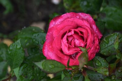 Close-up of raindrops on rose