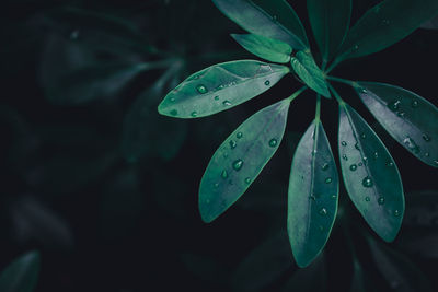 Close-up of raindrops on leaves