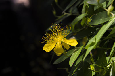 Close-up of yellow flowering plant