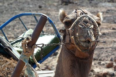 Close-up of a horse