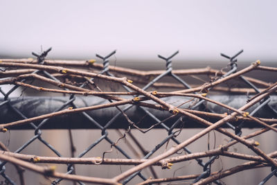 Close-up of barbed wire against sky