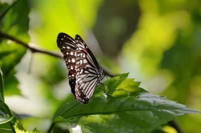 Close-up of butterfly on leaf