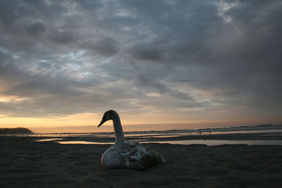 View of a swan on beach