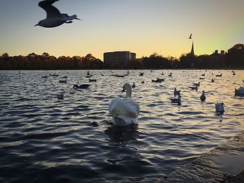 Seagull flying over city at sunset