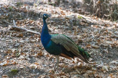 High angle view of peacock on rock