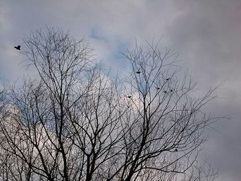 Low angle view of bare tree against sky