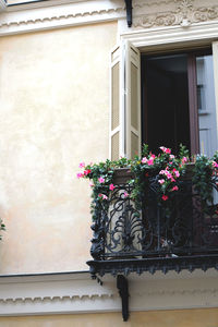 Potted plant in house