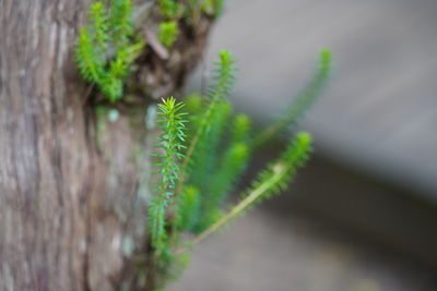 Close-up of fern outdoors