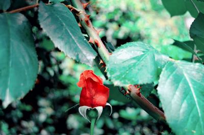Close-up of red leaves on plant