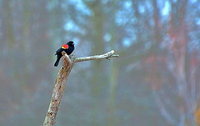 Bird perching on a tree