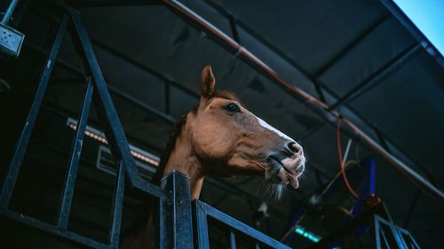 Low angle view of horse in stable