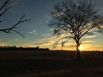 Silhouette tree against sky during sunset