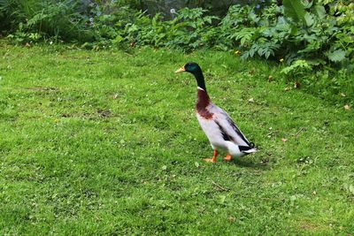 Side view of a bird on field