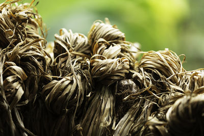 Drying garlic bulbs with a blurred green background