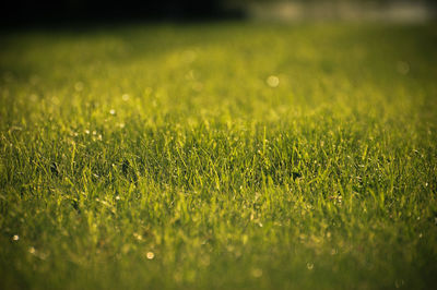 Close-up of grass in the yard during evening