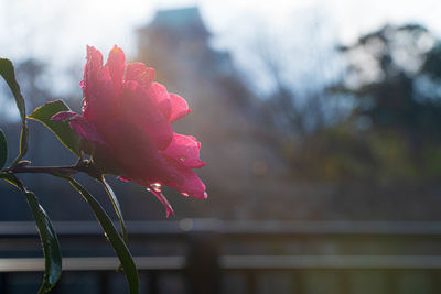 Close-up of pink rose