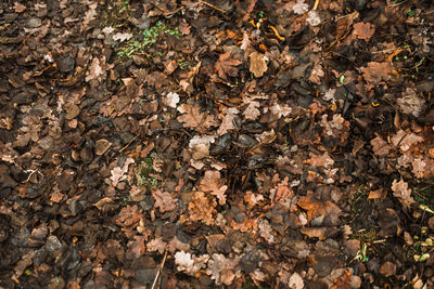 High angle view of autumnal tree