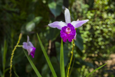 Close-up of purple iris flower on field