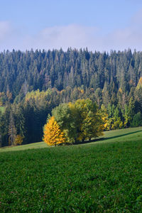 Scenic view of the field against sky