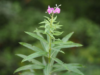 Close-up of purple flowering plant