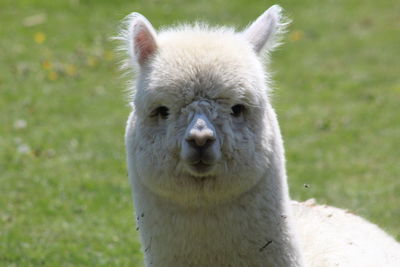 Close-up portrait of an alpaca