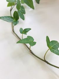 High angle view of plant leaves