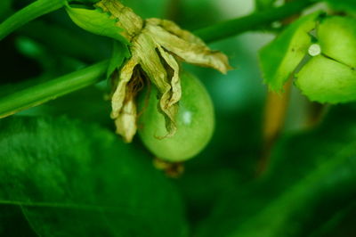 Close-up of berries growing on plant