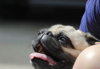 Close-up of hand holding dog