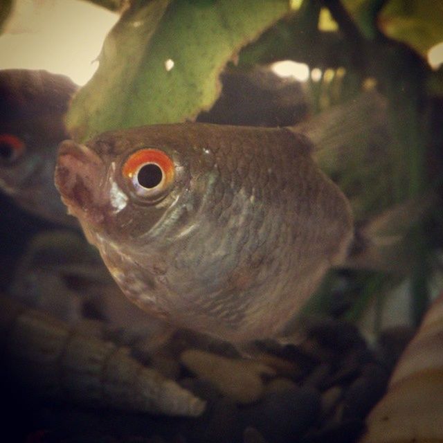 animal themes, one animal, animals in the wild, wildlife, bird, close-up, focus on foreground, indoors, beak, nature, animal head, selective focus, fish, zoology, perching, no people, side view, day, parrot, animal