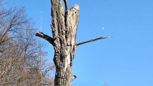 Low angle view of dead tree against clear blue sky