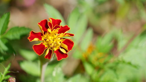 Close-up of red flower