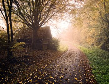 Trees by plants during autumn