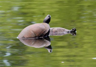 Duck swimming in a lake