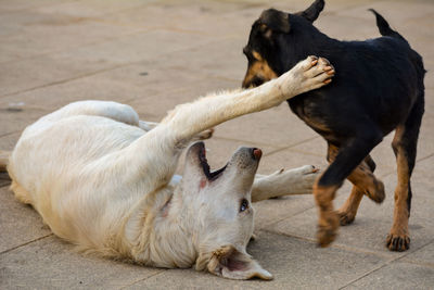 Two dogs relaxing on footpath