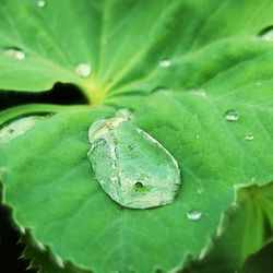 Close-up of green leaves floating on water