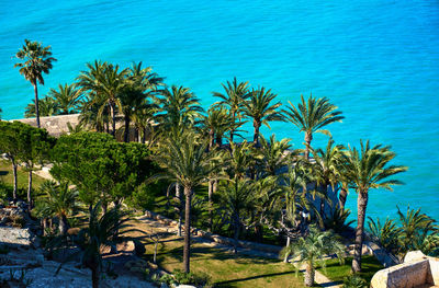 Palm trees by sea against sky