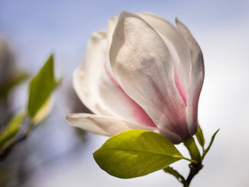 Close-up of pink rose